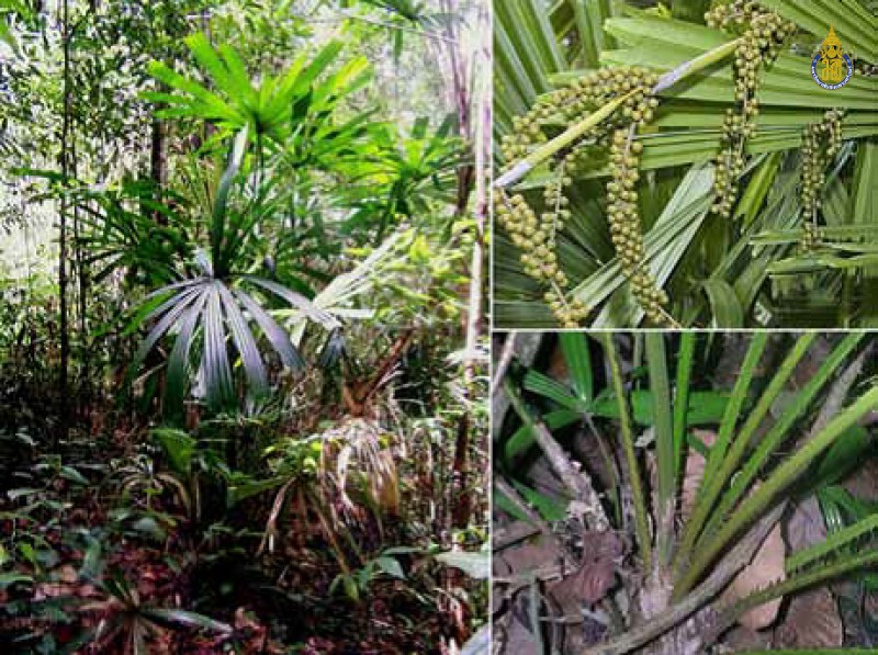 Licuala spinosa