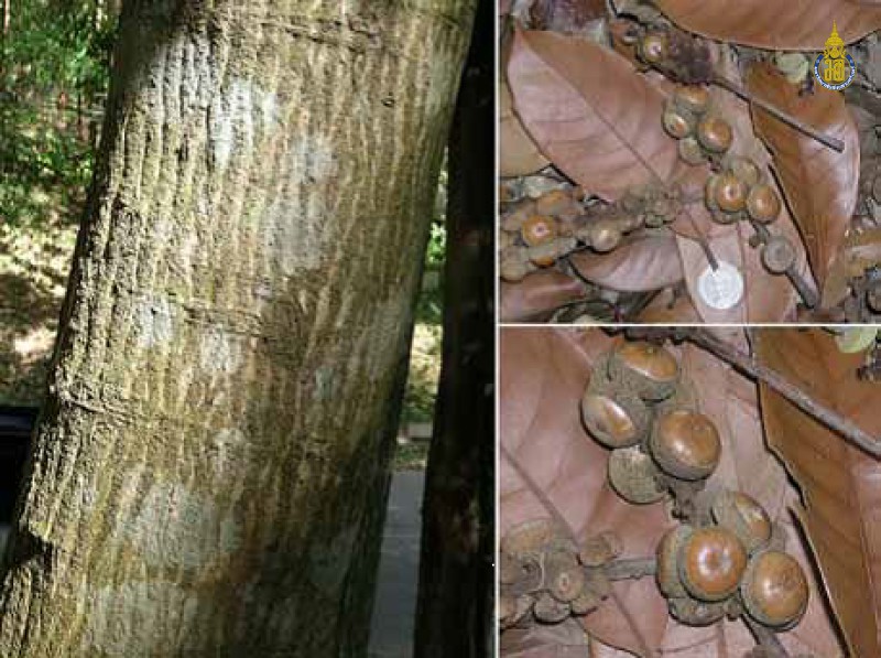 Lithocarpus elegans