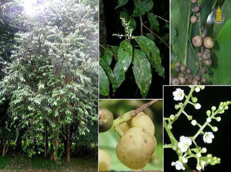 Maesa ramentacea