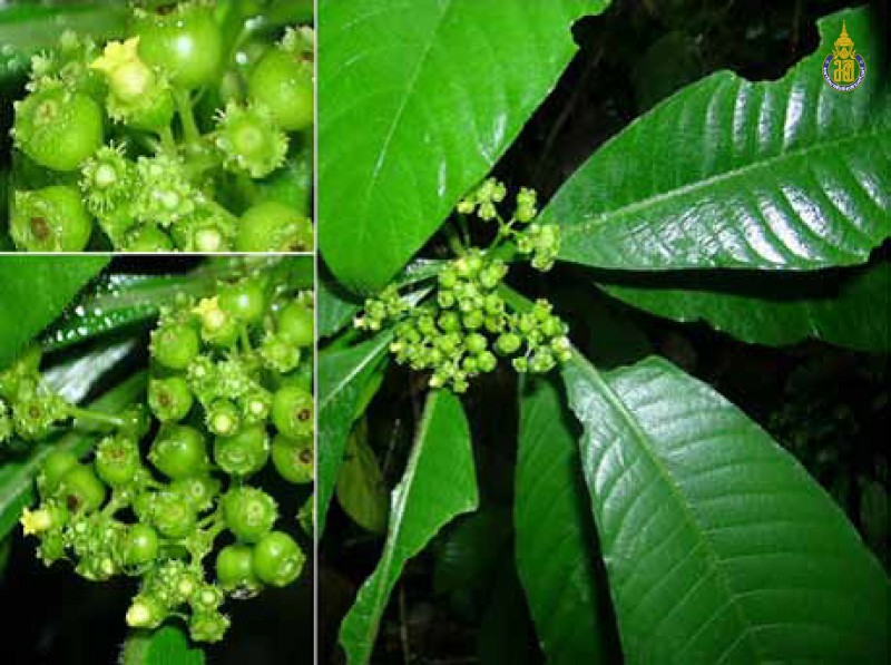 Mycetia malayana