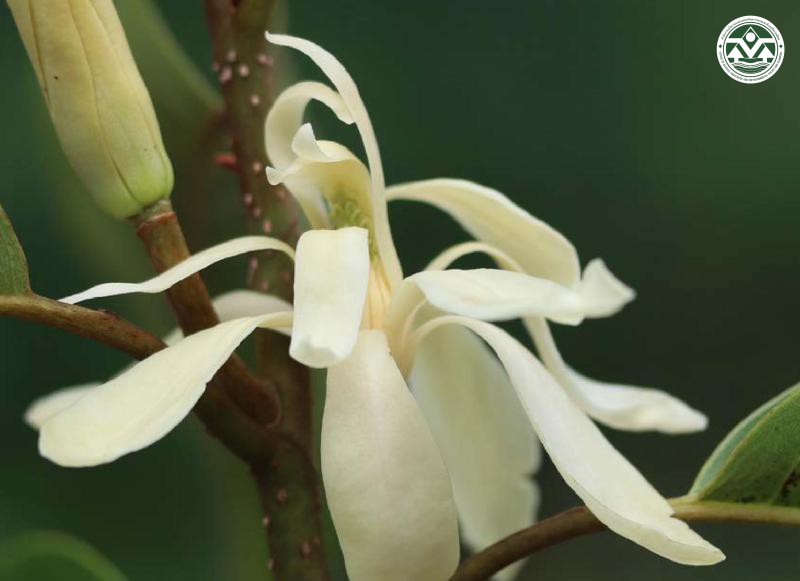 Magnolia rajaniana