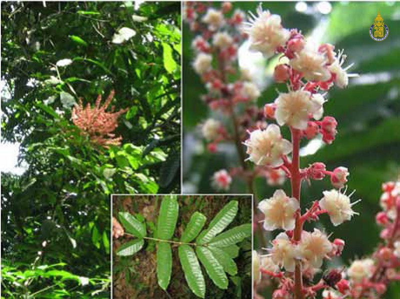 Paranephelium macrophyllum