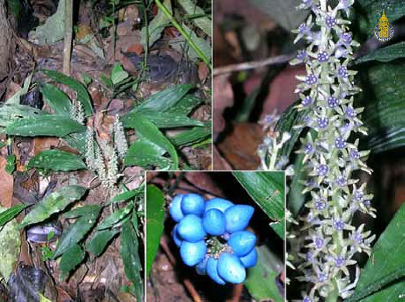 Peliosanthes teta