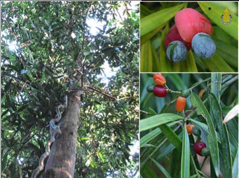 Podocarpus neriifolius