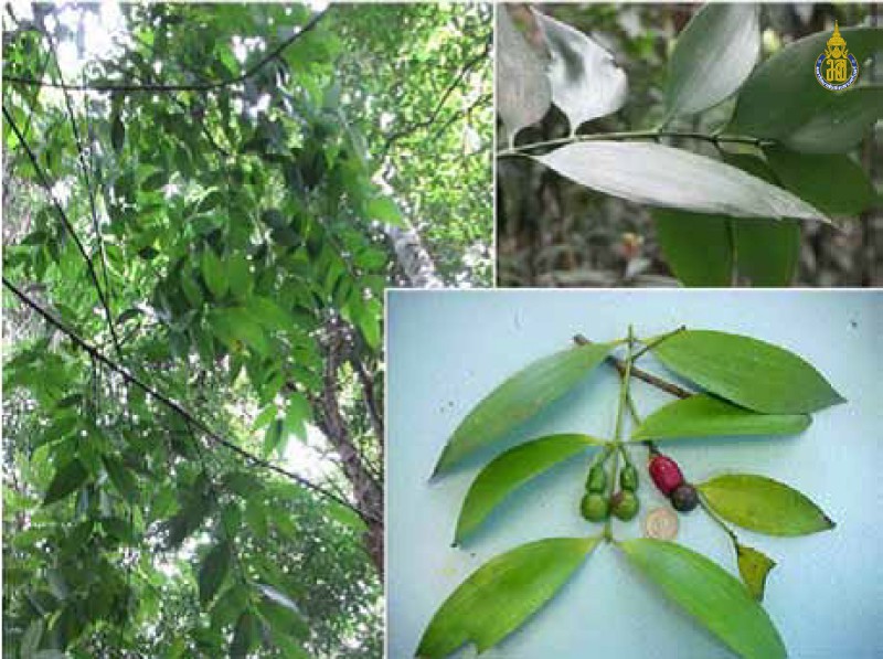 Podocarpus wallichiana