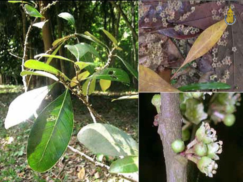 Pouteria obovata