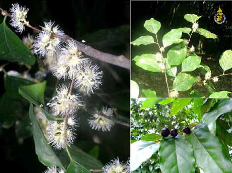 Prunus grisea