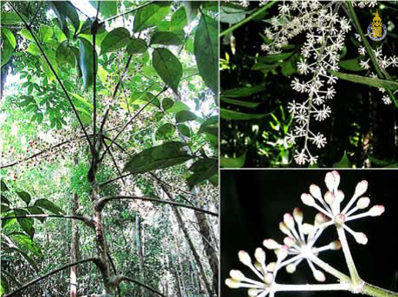 Schefflera biternata