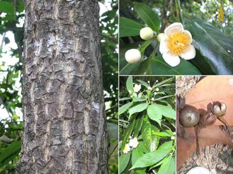 Schima wallichii