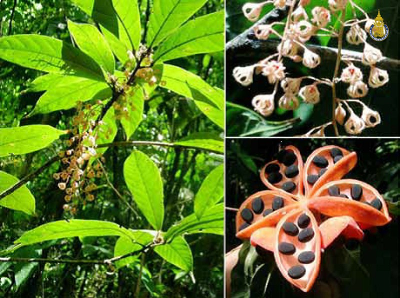 Sterculia lanceolata