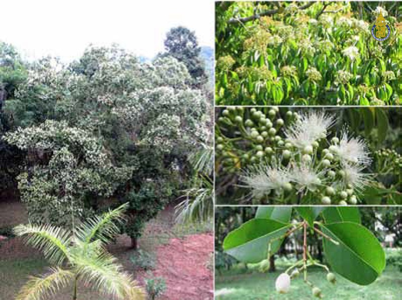 Syzygium lineatum