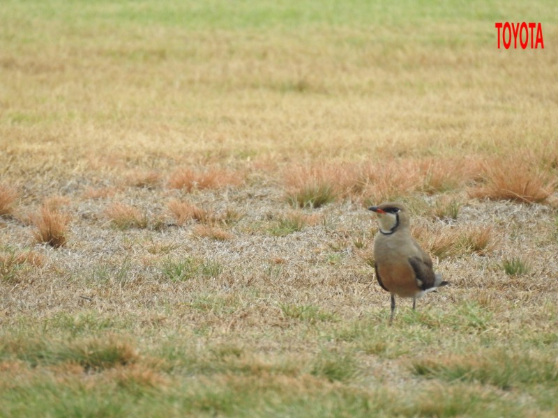 Glareola maldivarum