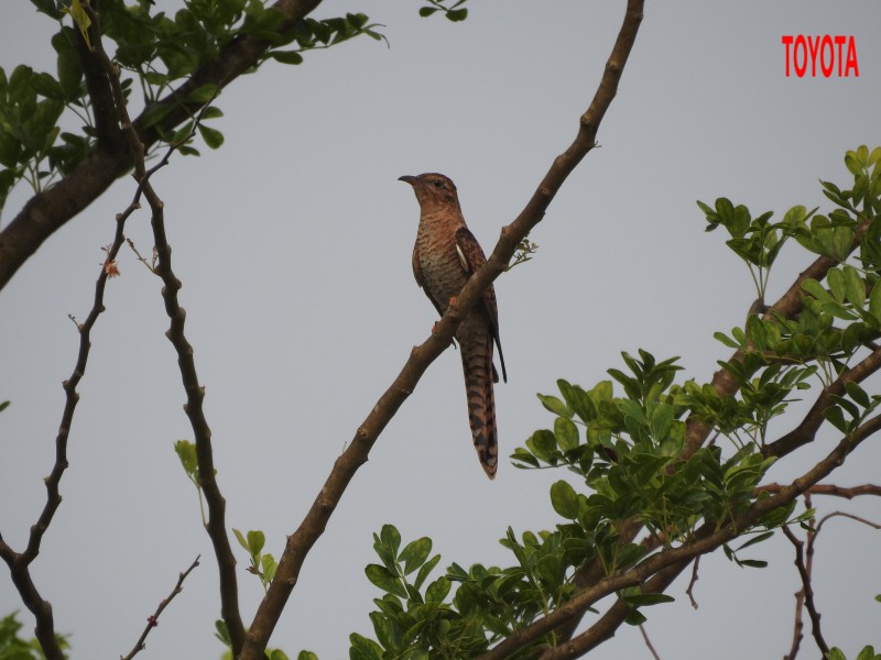 Cacomantis merulinus