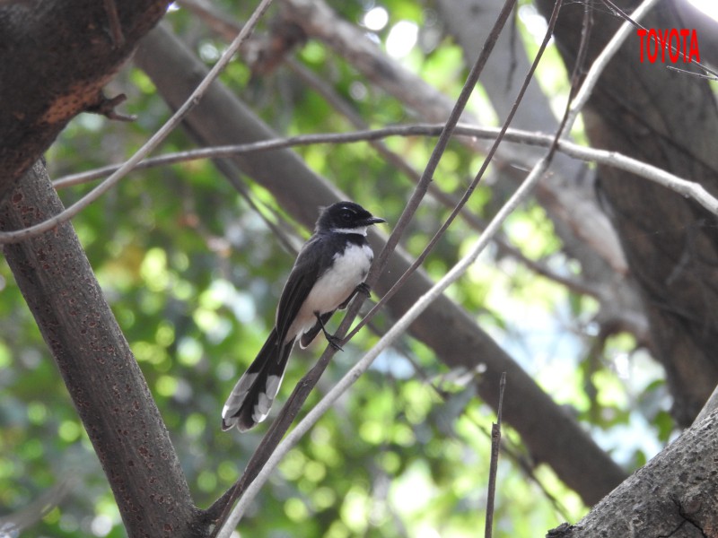 Rhipidura javanica