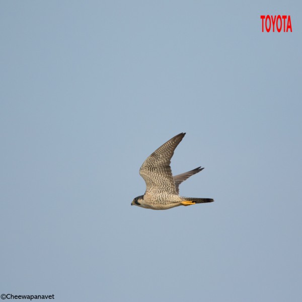 Falco peregrinus