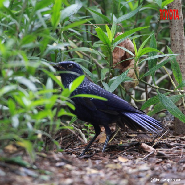 Myophonus caeruleus