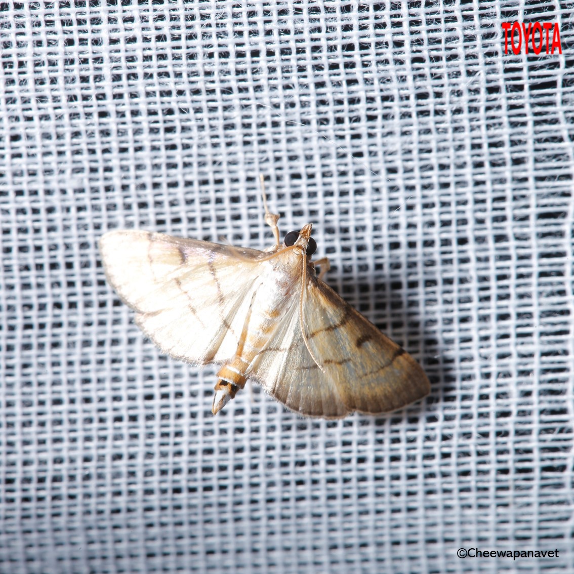 Botyodes asialis