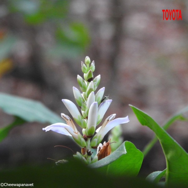Acanthus ebracteatus