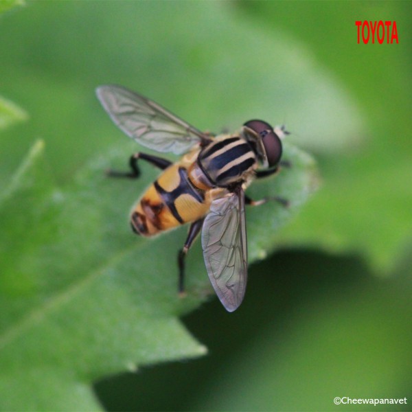 Chrysocoris stollii