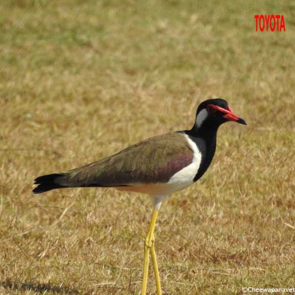 Vanellus indicus