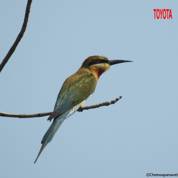 Merops philippinus