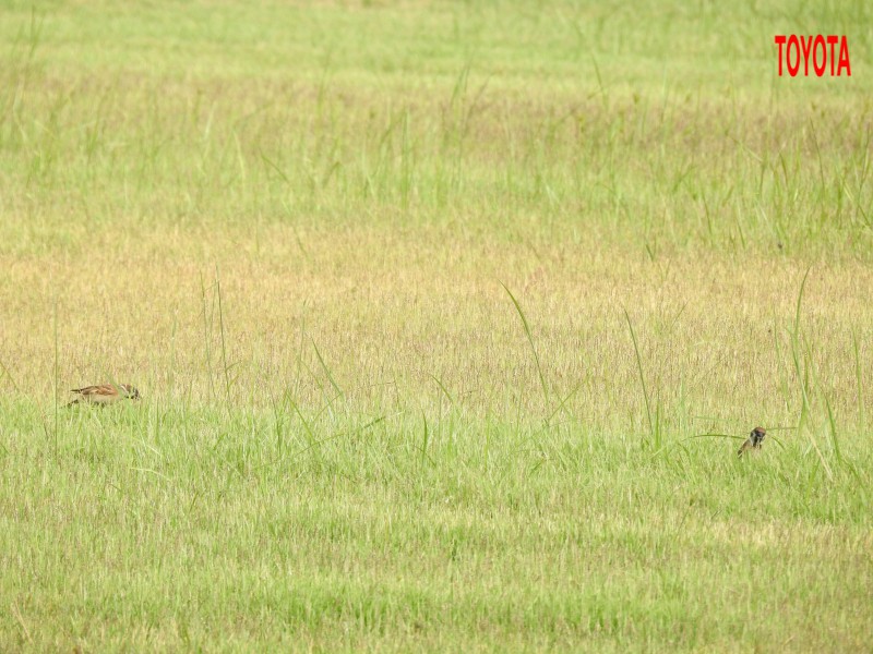 Passer montanus