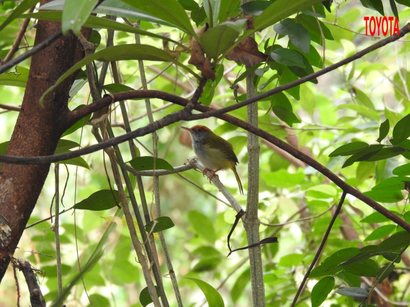 Orthotomus atrogularis