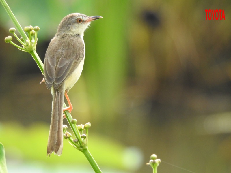 Prinia inornata