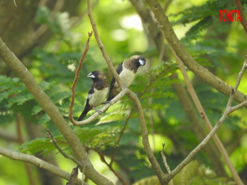 Lonchura striata