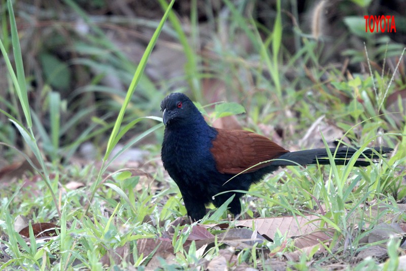 Centropus sinensis