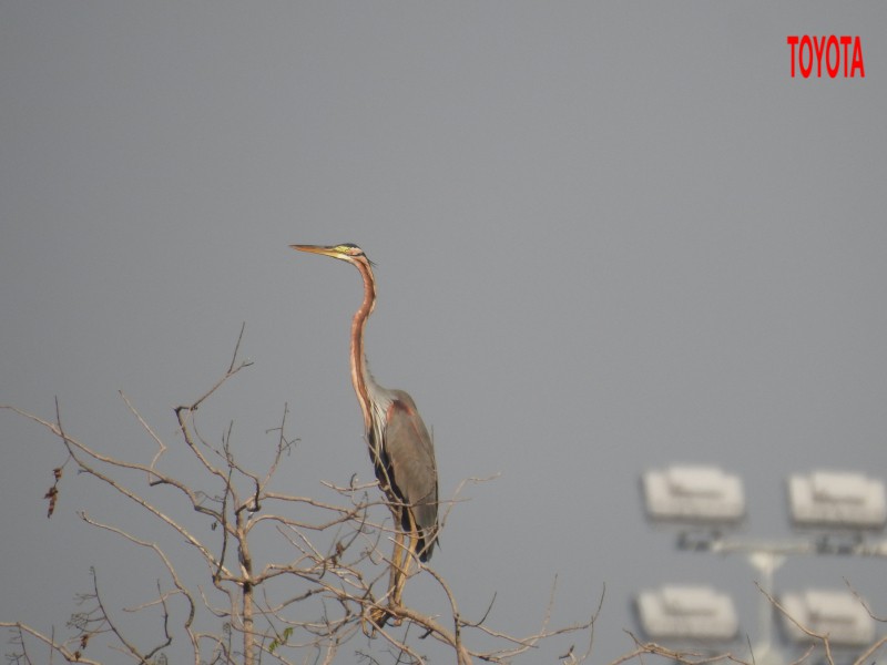 Ardea purpurea