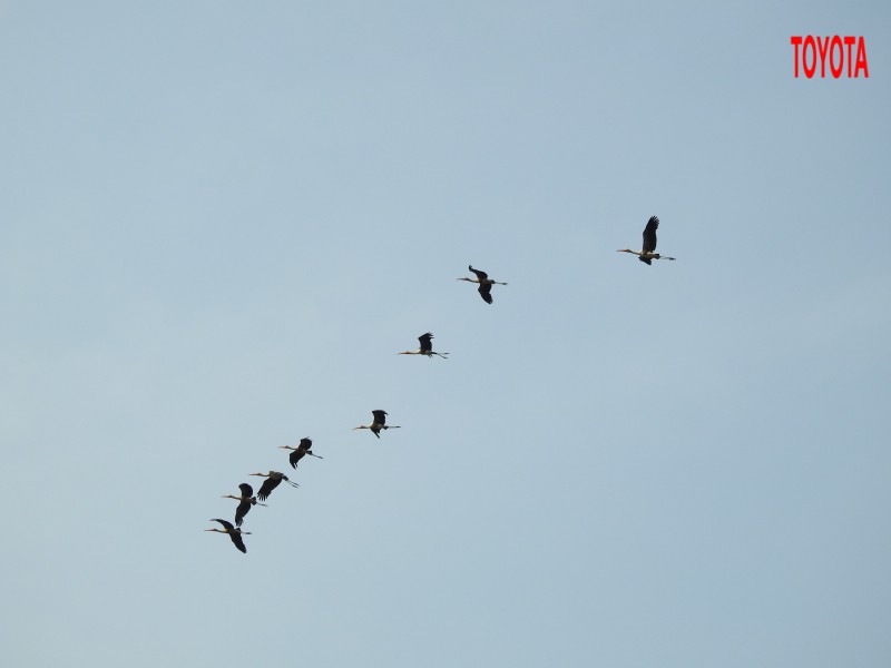 Mycteria leucocephala