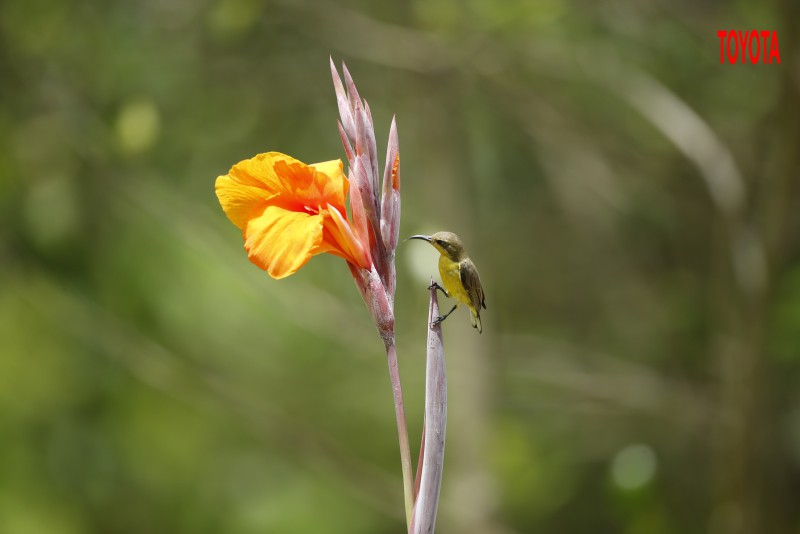 Cinnyris jugularis