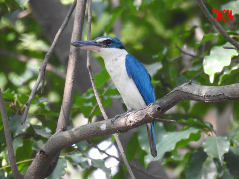 Todiramphus chloris