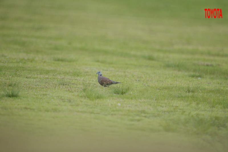 Streptopelia tranquebarica