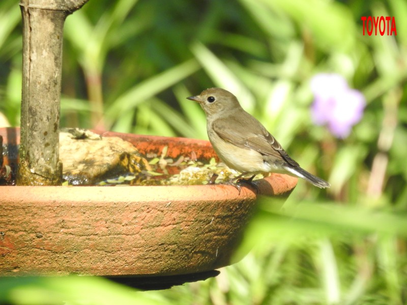 Ficedula albicilla