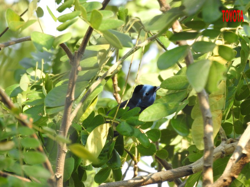 Hypothymis azurea