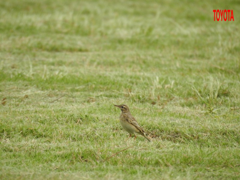 Anthus rufulus
