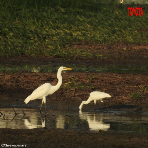 Ardea modesta