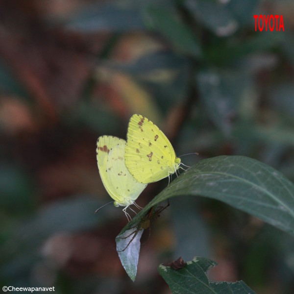 Eurema hecabe