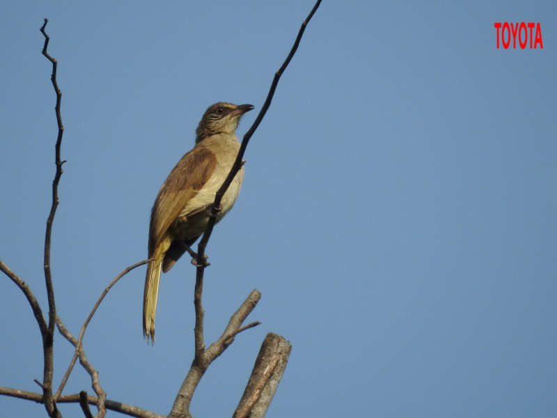 Pycnonotus blanfordi