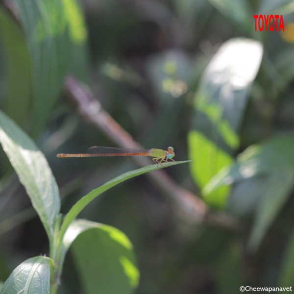 Ceriagrion olivaceum