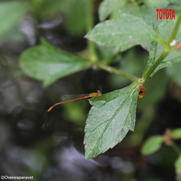 Ceriagrion auranticum