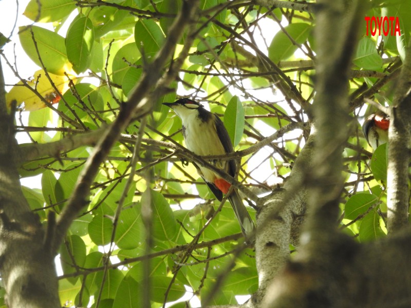 Pycnonotus jocosus