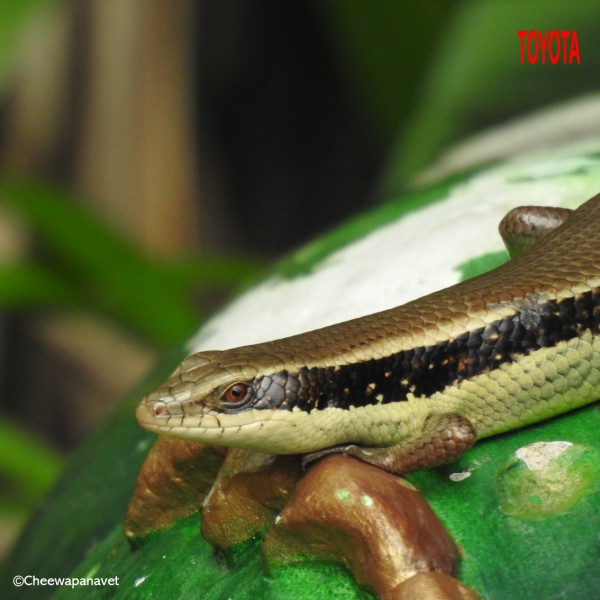 Eutropis multifasciata