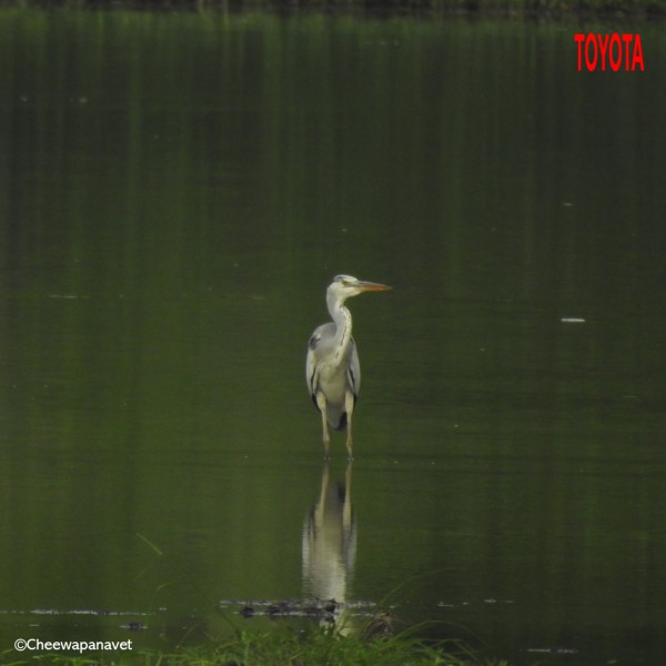 Ardea cinerea