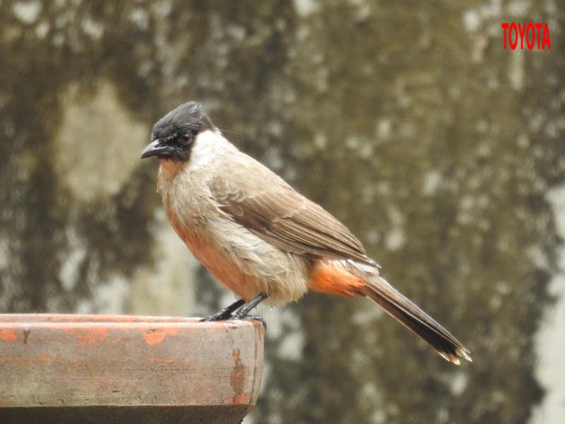 Pycnonotus aurigaster