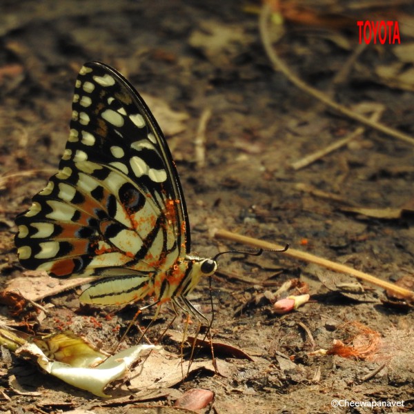 Papilio demoleus