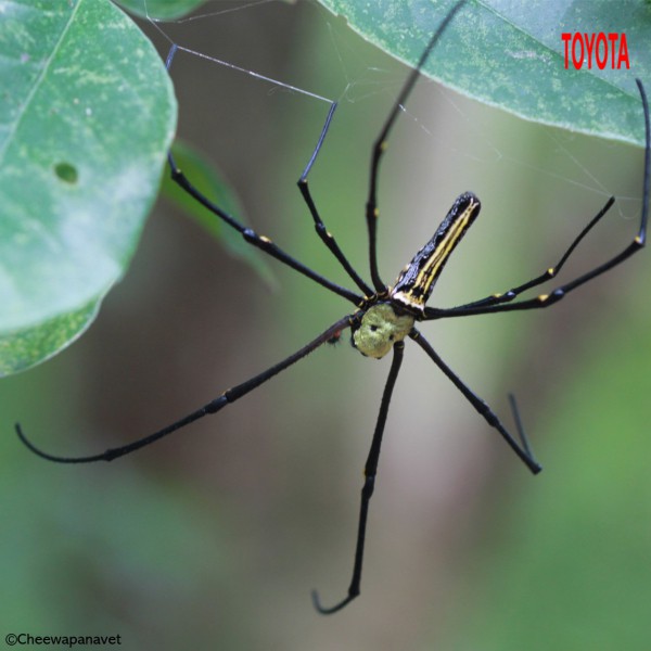 Nephila pilipes