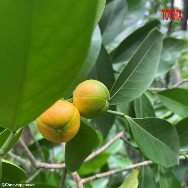Suregada  multiflora 